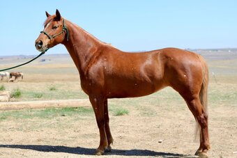 "Magnolia" Sorrel Mare Quarter Horse