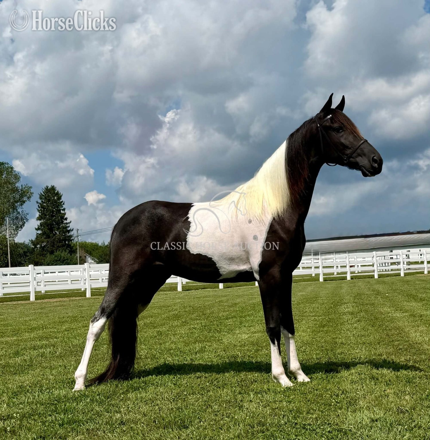 "BOSS" Tabiano Gelding Tennessee Walker