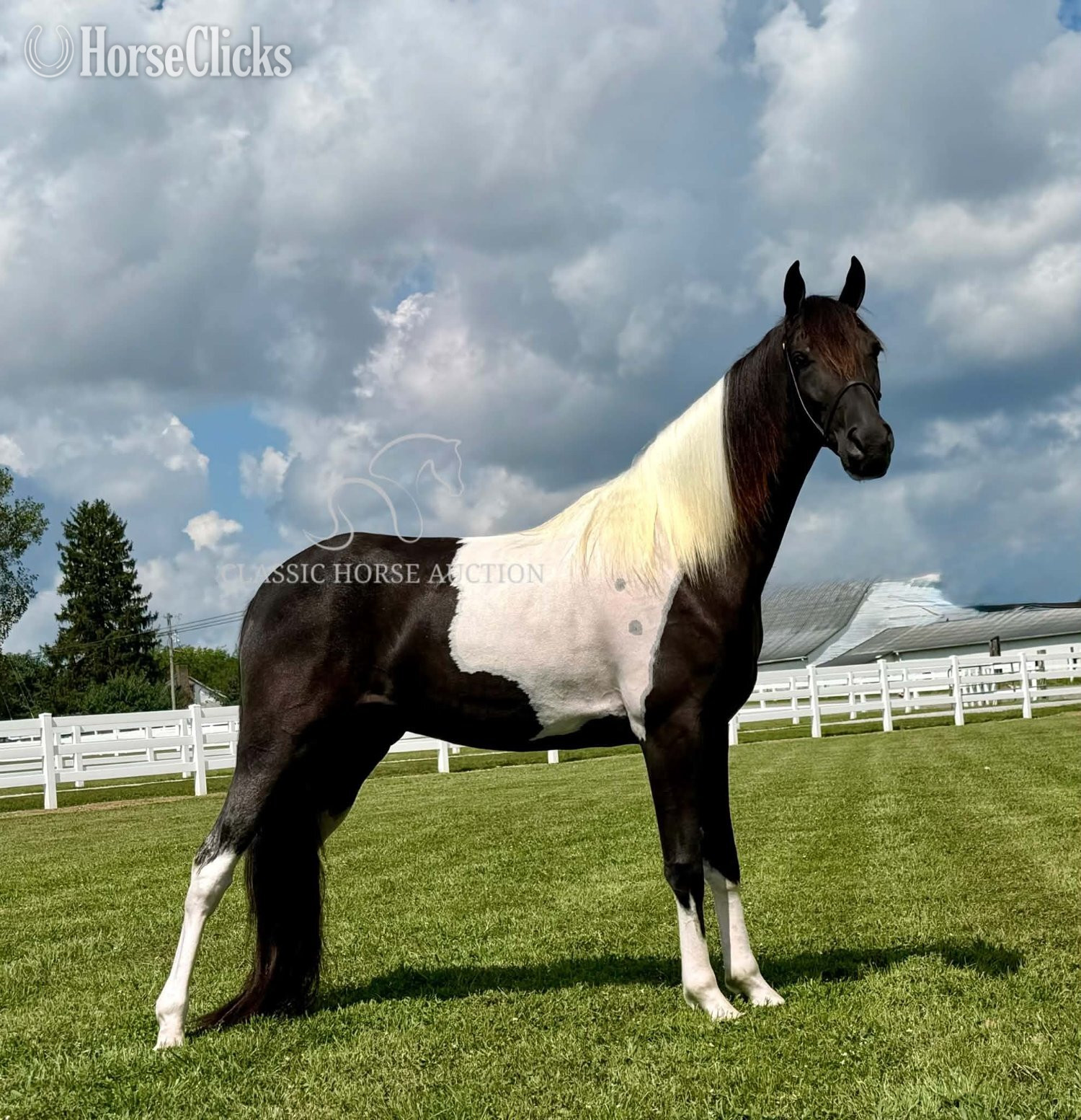 Tennessee "BOSS" Tabiano Gelding Tennessee Walker