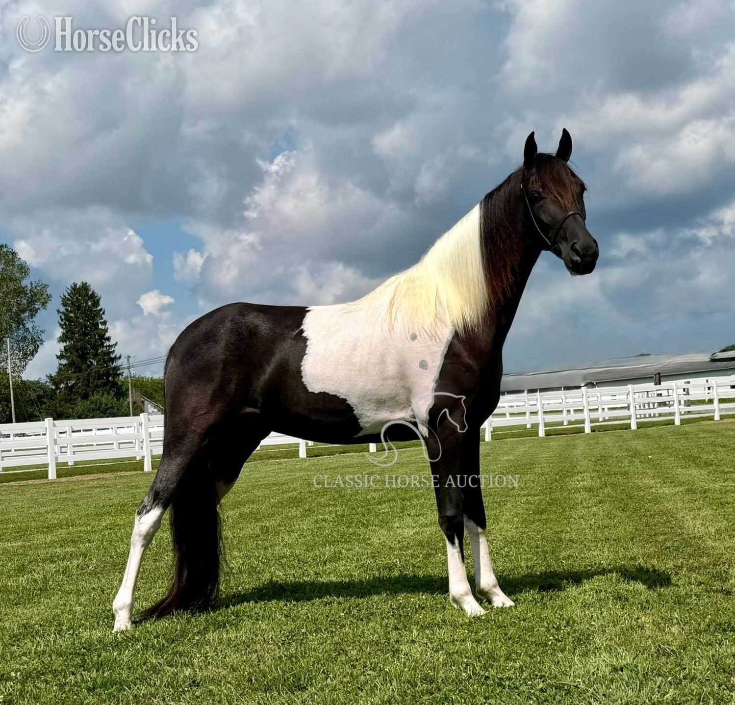 "BOSS" Tabiano Gelding Tennessee Walker - Tennessee Walker in Tennessee