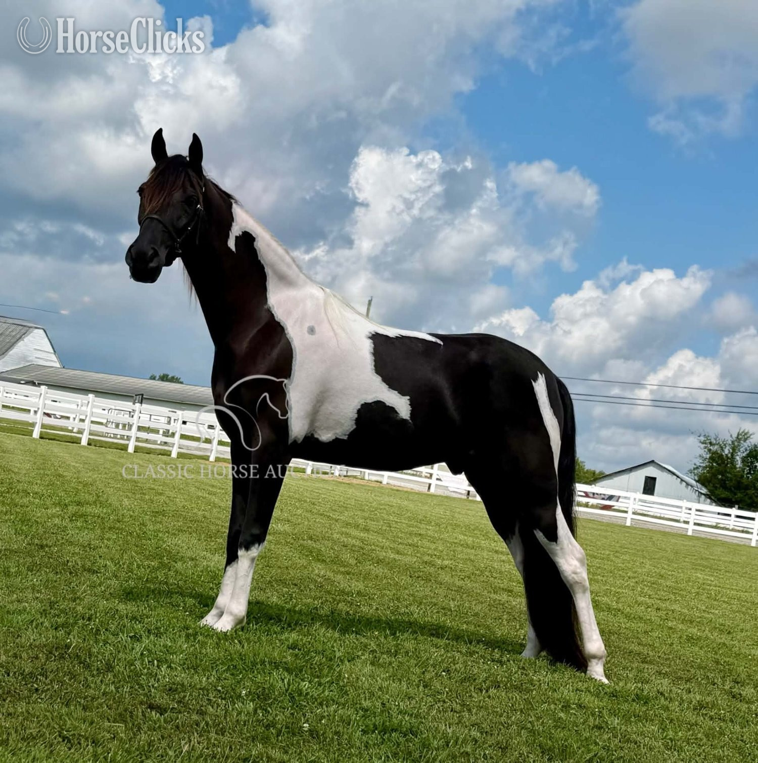 "BOSS" Tabiano Gelding Tennessee Walker - Tennessee Walker