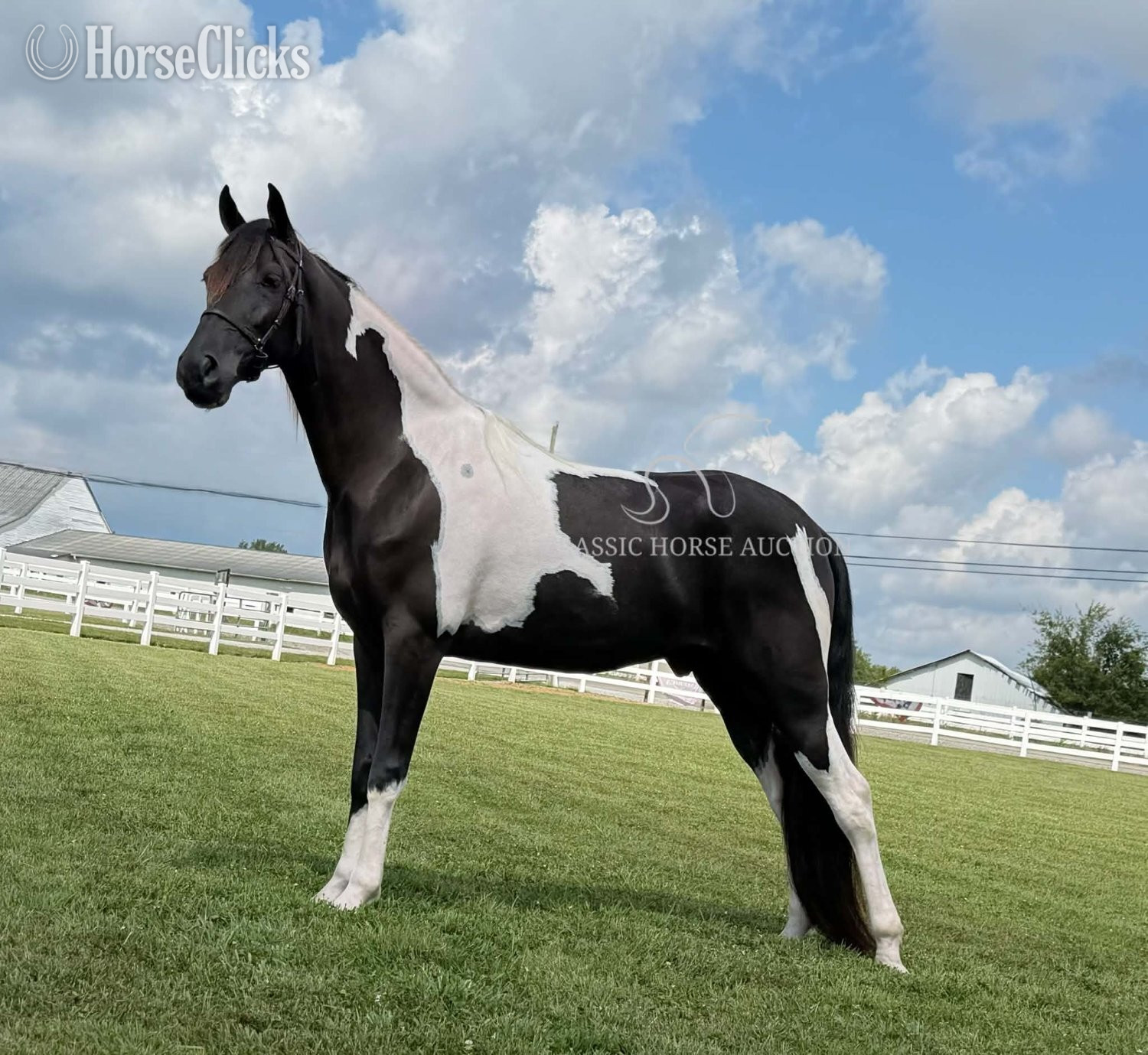 "BOSS" Tabiano Gelding Tennessee Walker Tennessee