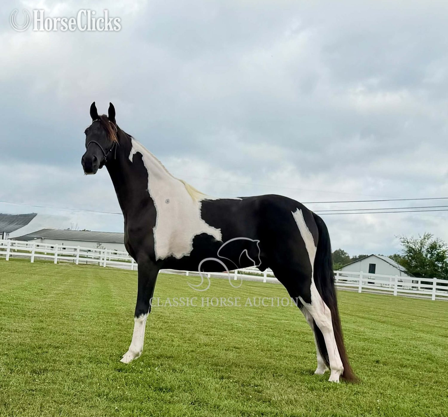 Tennessee Walker - "BOSS" Tabiano Gelding Tennessee Walker in Tennessee