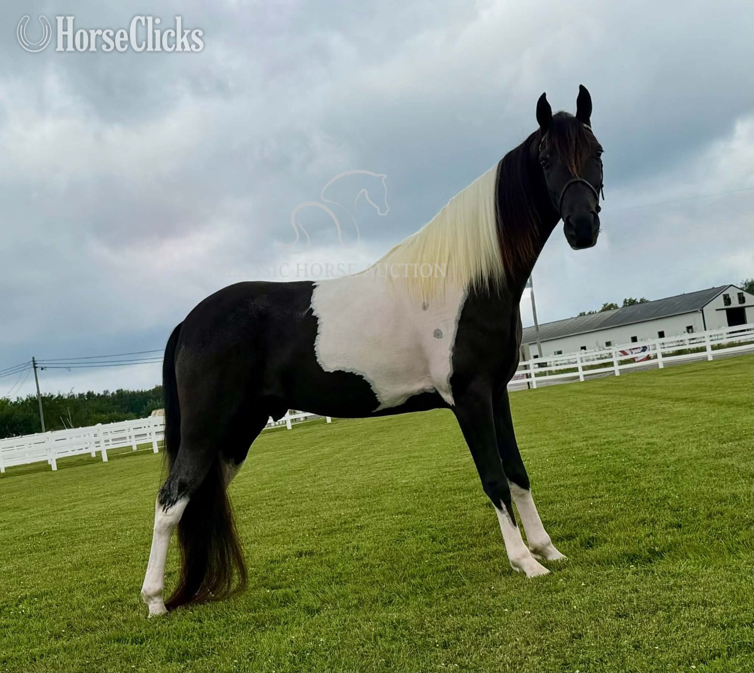 Tennessee Walker - "BOSS" Tabiano Gelding Tennessee Walker