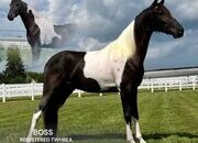 "BOSS" Tabiano Gelding Tennessee Walker