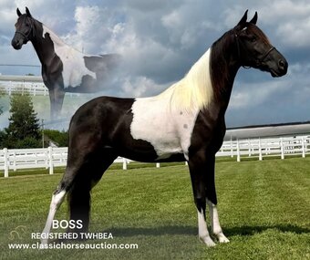 "BOSS" Tabiano Gelding Tennessee Walker