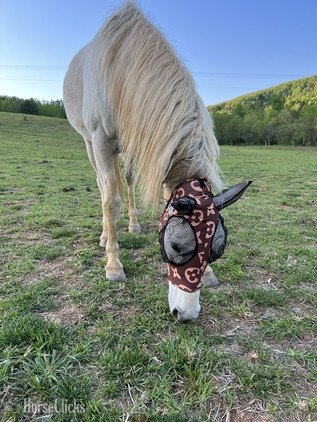 "LADY " White Mare Arabian