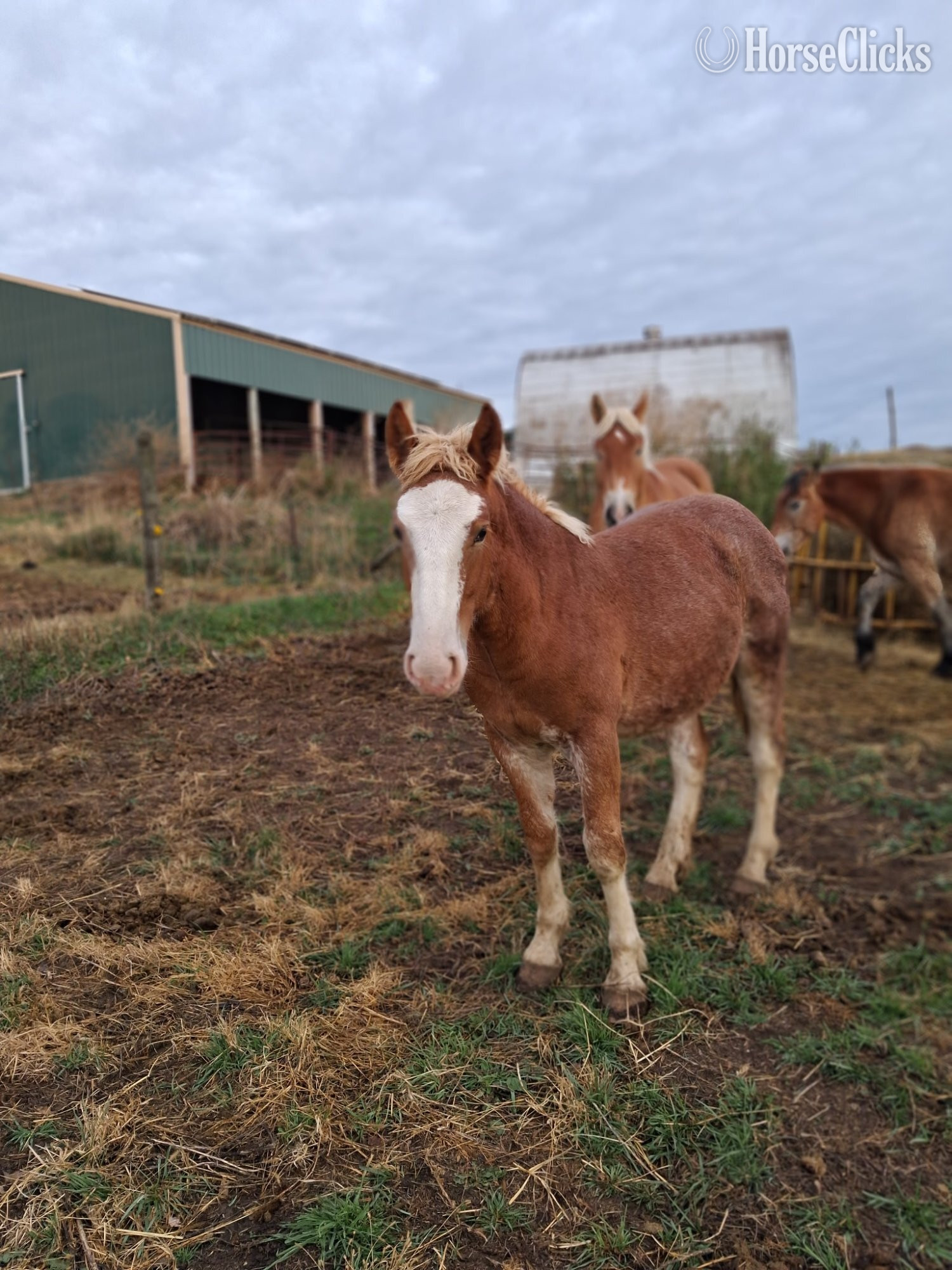 "Blaze" Sorrel Gelding Belgian in Minnesota