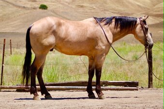 "7 SEVEN" Buckskin Gelding Quarter Horse