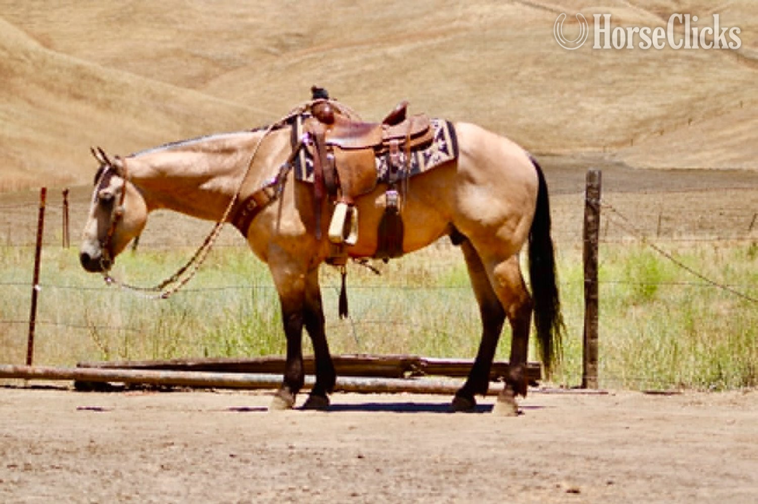 Quarter Horse - "7 SEVEN" Buckskin Gelding Quarter Horse in California