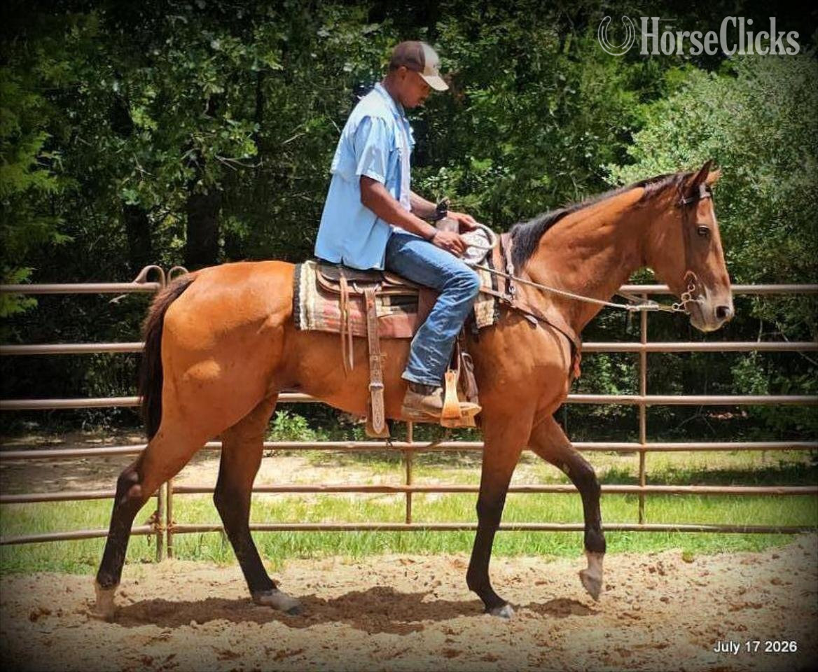 "River" Bay Mare Quarter Horse