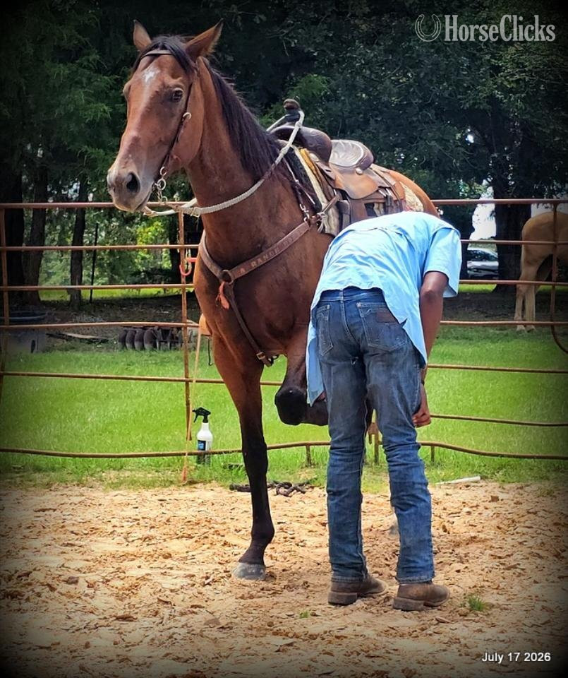 Texas "River" Bay Mare Quarter Horse