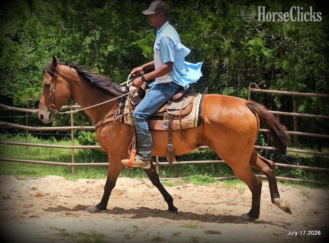 "River" Bay Mare Quarter Horse - Quarter Horse in Texas