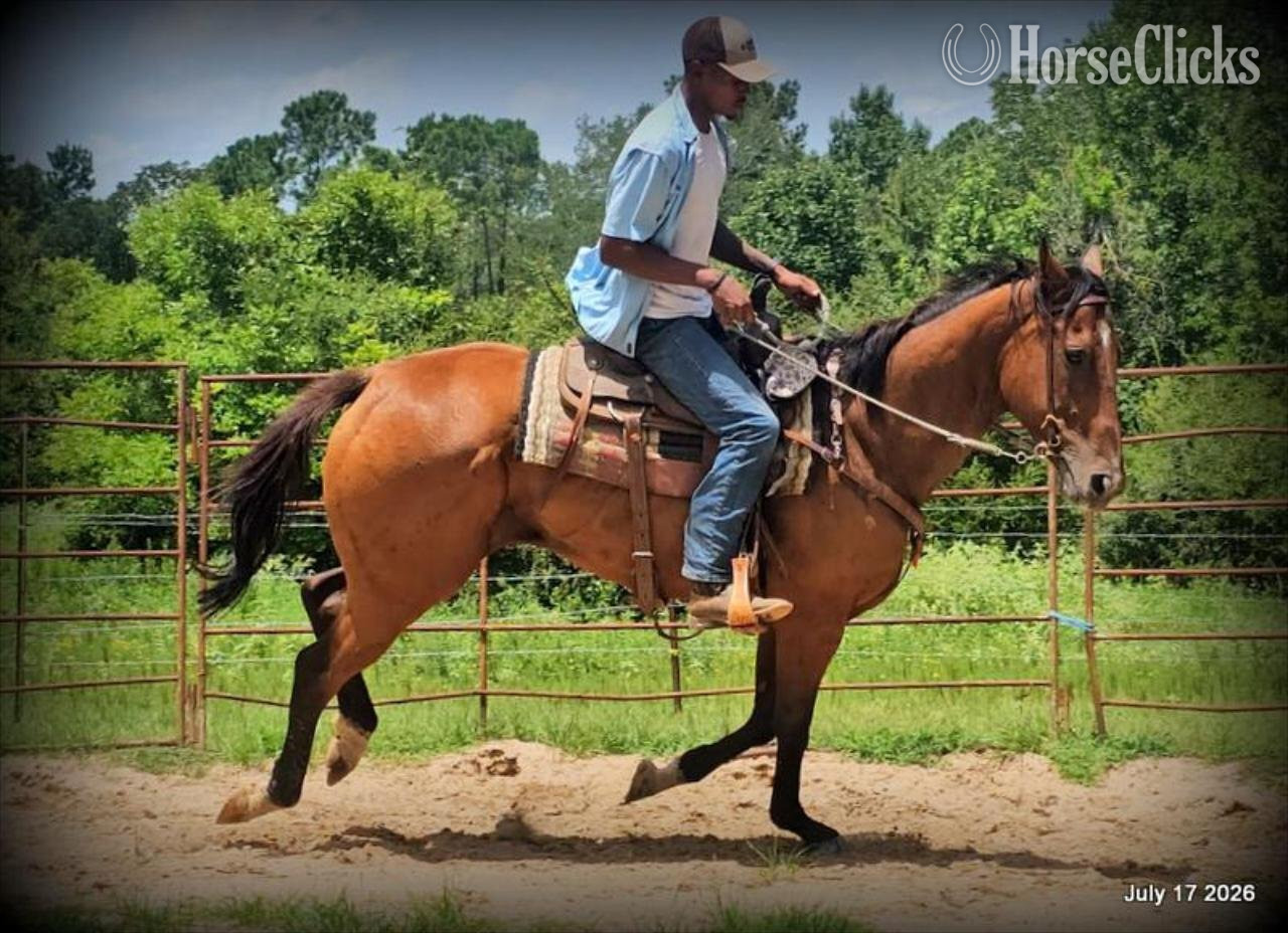 "River" Bay Mare Quarter Horse - Quarter Horse