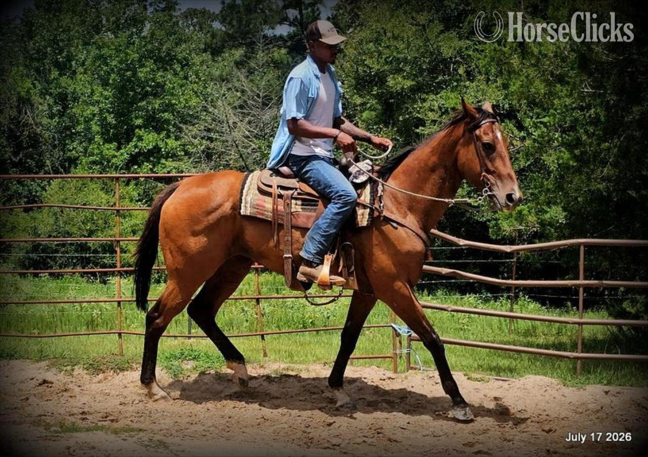 "River" Bay Mare Quarter Horse Texas
