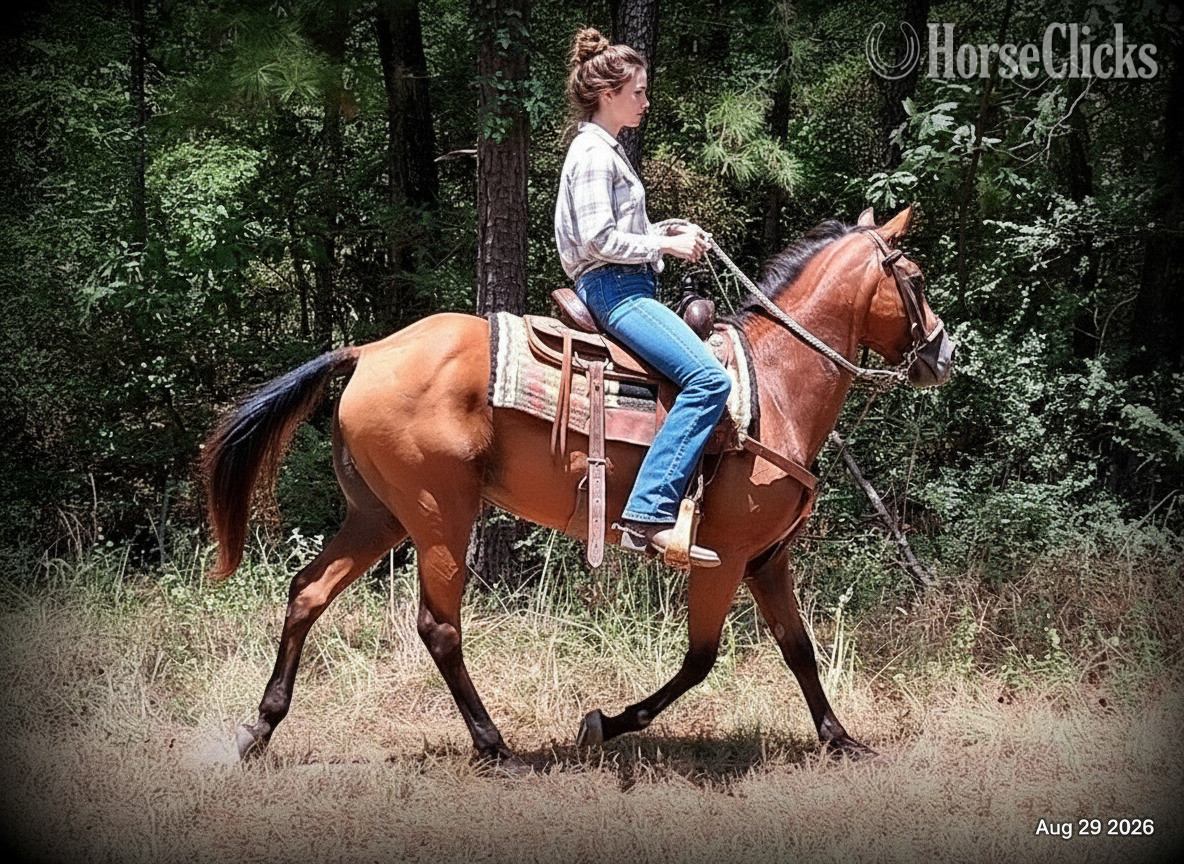 "River" Bay Mare Quarter Horse Texas