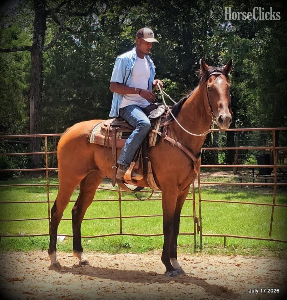 Quarter Horse - "River" Bay Mare Quarter Horse in Texas