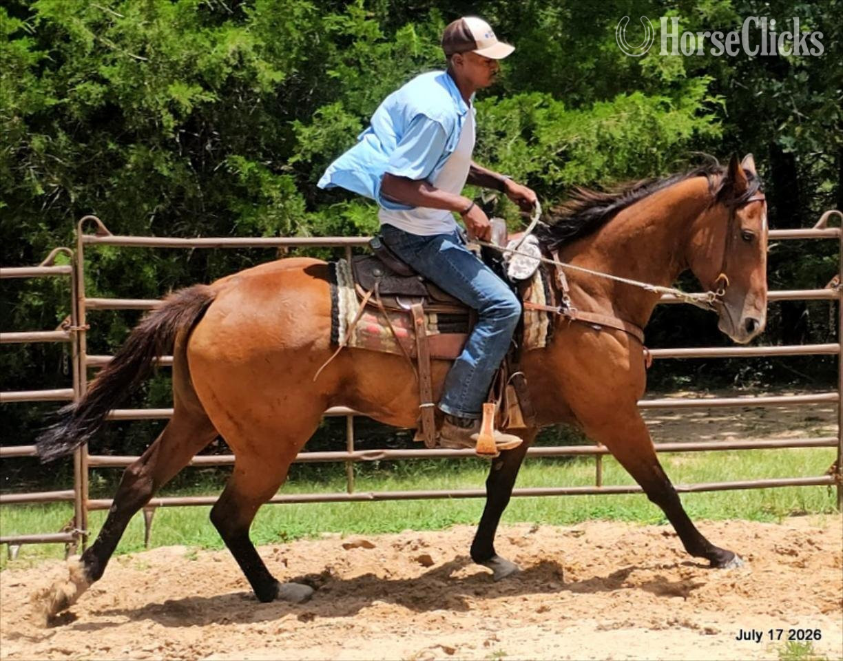 Quarter Horse - "River" Bay Mare Quarter Horse