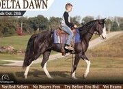 "Delta Dawn" Black Mare Tennessee Walker