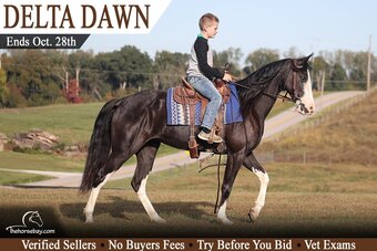 "Delta Dawn" Black Mare Tennessee Walker