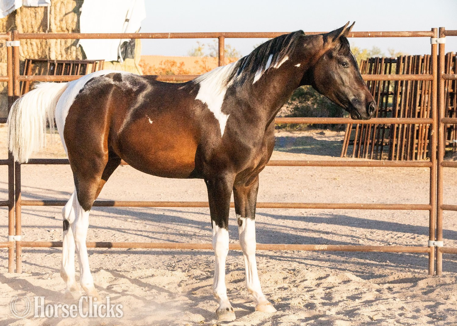 "KFR Ali El Jamaal " Bay Gelding Arabian in Arizona