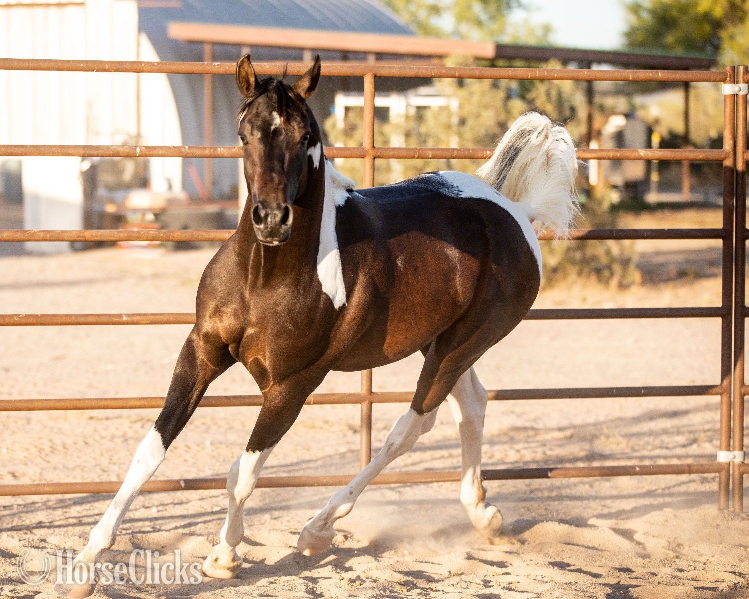 "KFR Ali El Jamaal " Bay Gelding Arabian