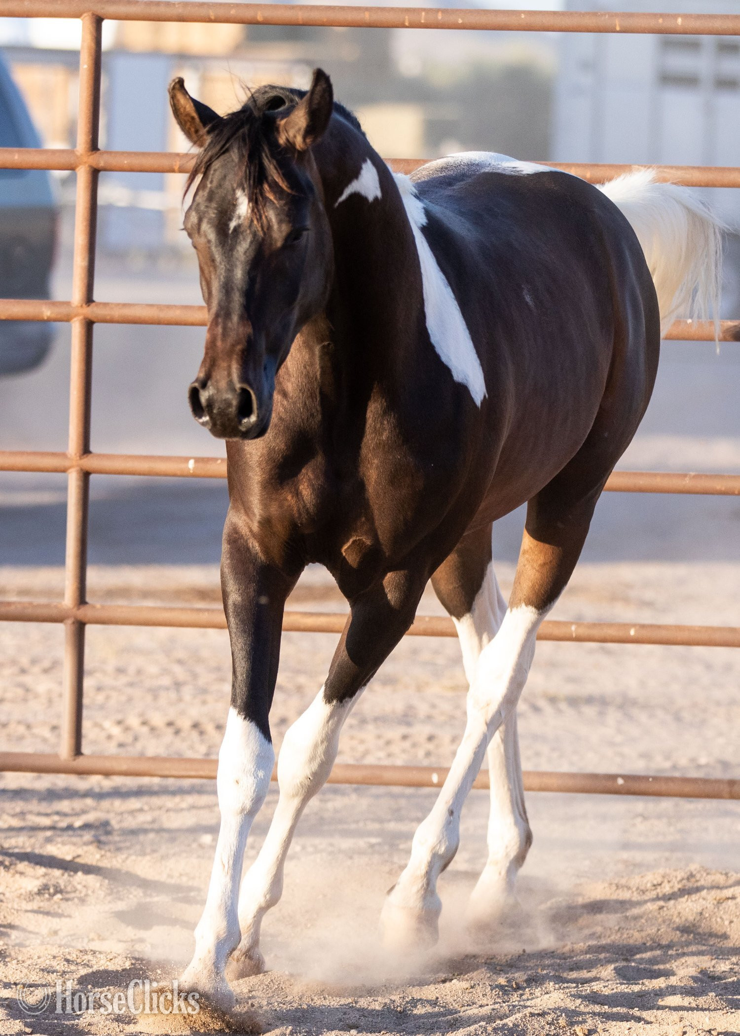 Arizona "KFR Ali El Jamaal " Bay Gelding Arabian