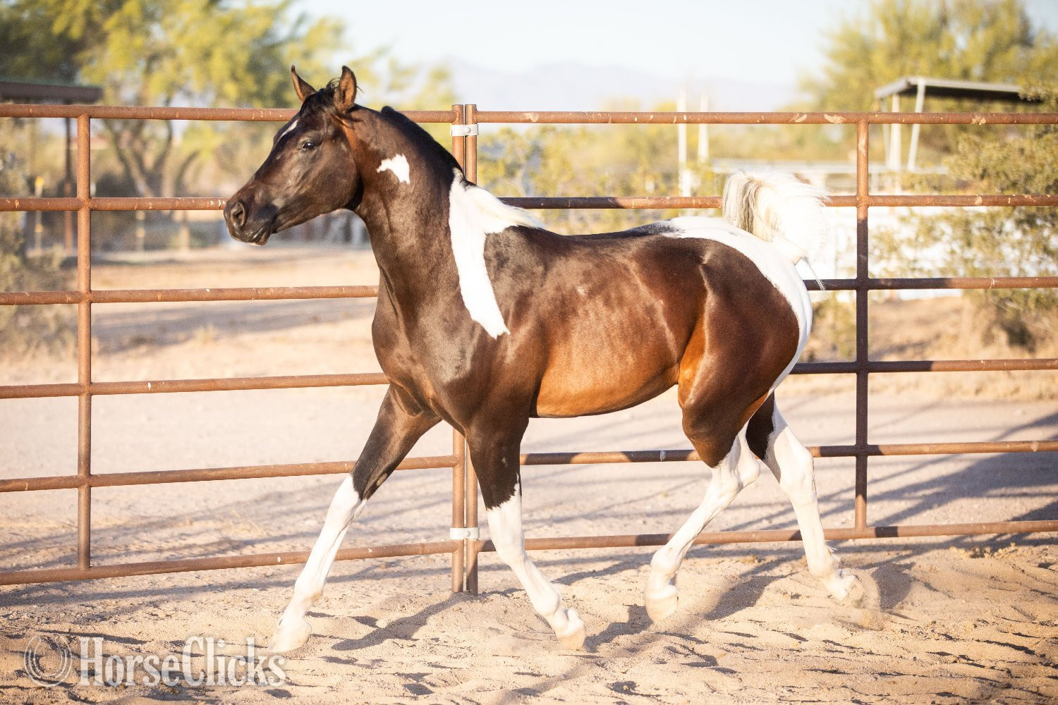 "KFR Ali El Jamaal " Bay Gelding Arabian - Arabian in Arizona