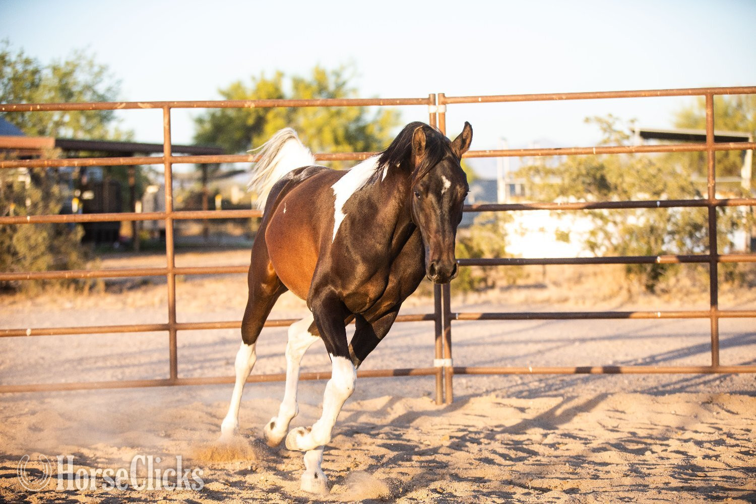 "KFR Ali El Jamaal " Bay Gelding Arabian - Arabian