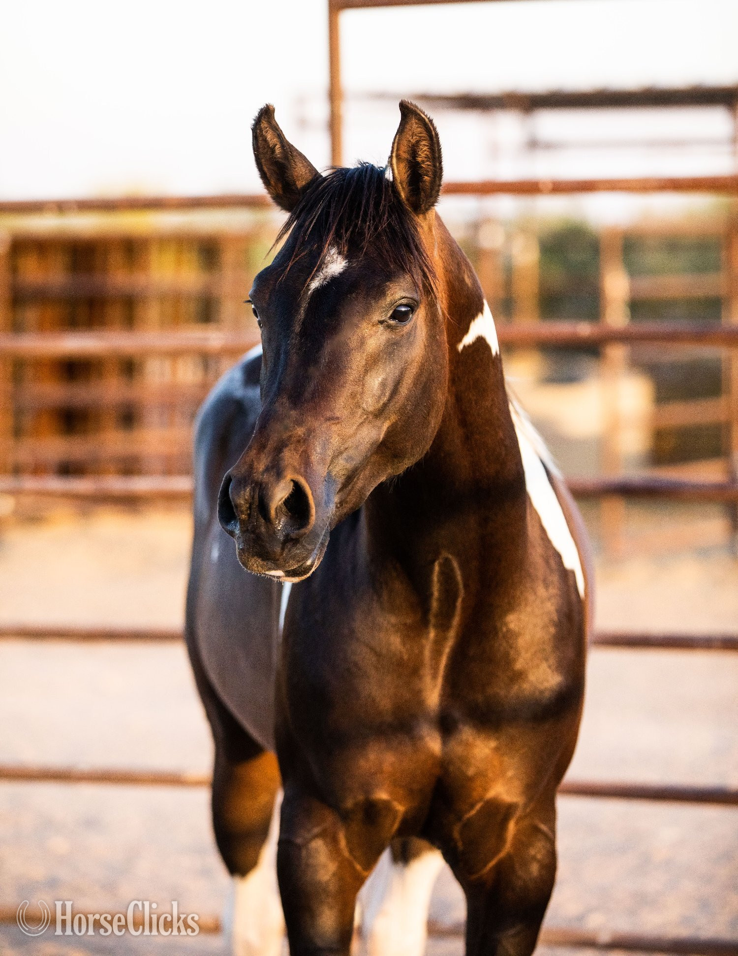 "KFR Ali El Jamaal " Bay Gelding Arabian Arizona