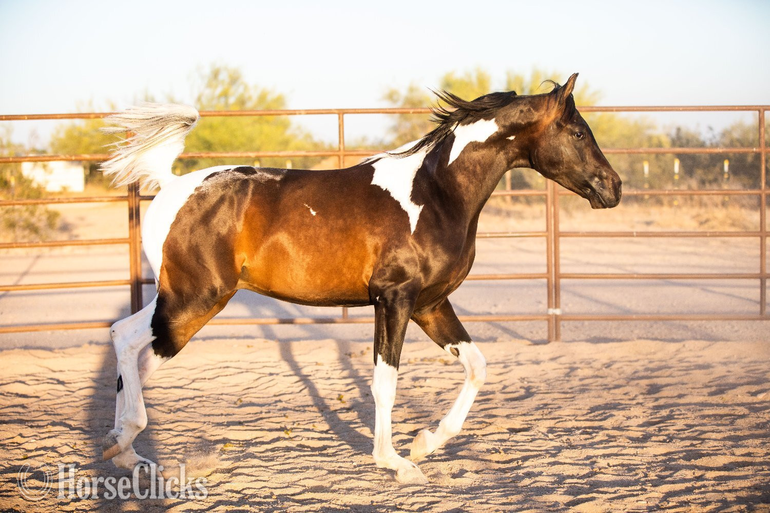 Arabian - "KFR Ali El Jamaal " Bay Gelding Arabian in Arizona