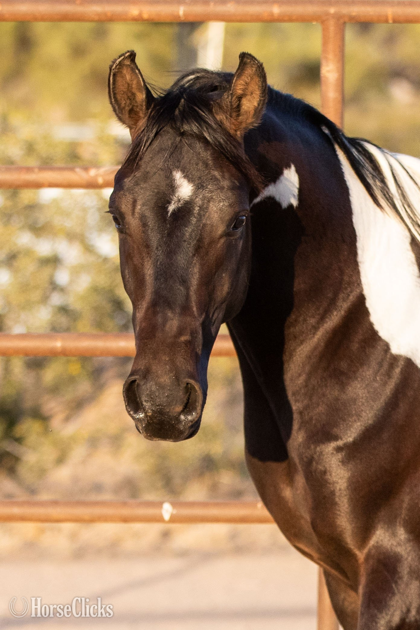 Arabian - "KFR Ali El Jamaal " Bay Gelding Arabian