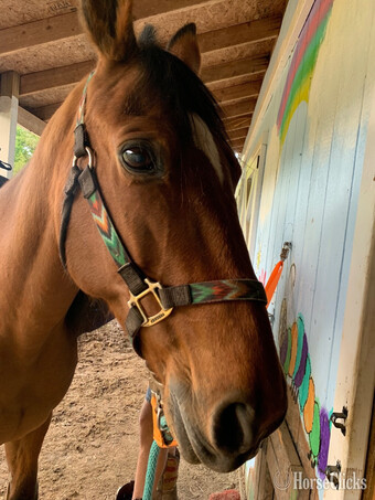 "Buddy" Bay Gelding Tennessee Walker