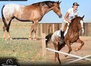 "Chief" Brown Gelding Quarter Pony