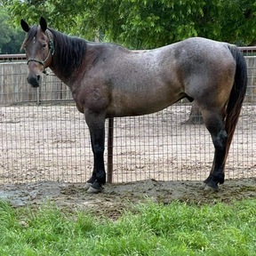 "BJ" Bay Roan Gelding Quarter Horse