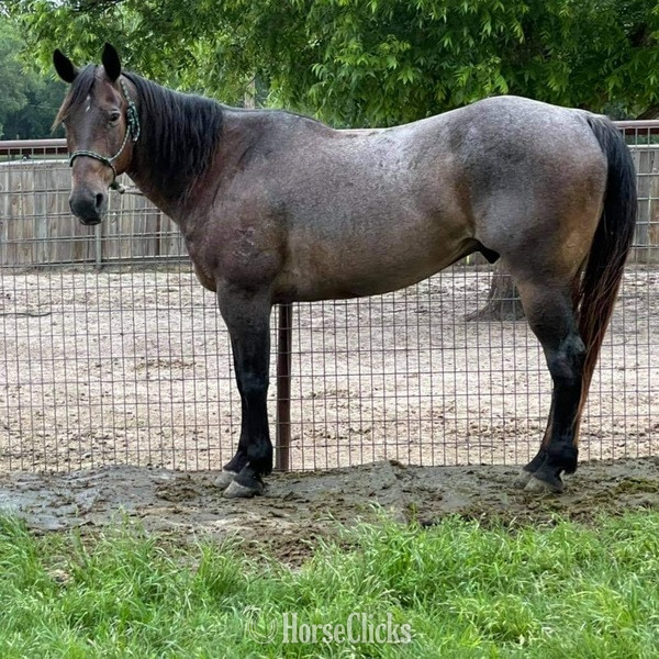 "BJ" Bay Roan Gelding Quarter Horse in Texas