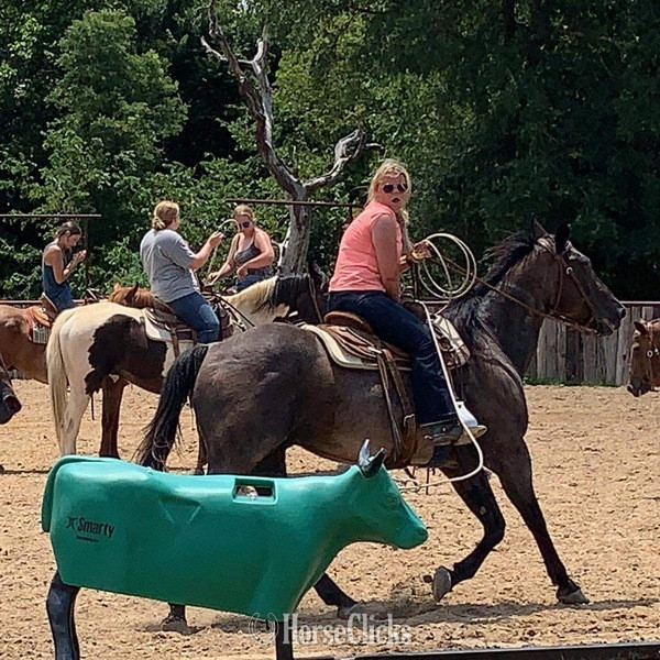 Texas "BJ" Bay Roan Gelding Quarter Horse