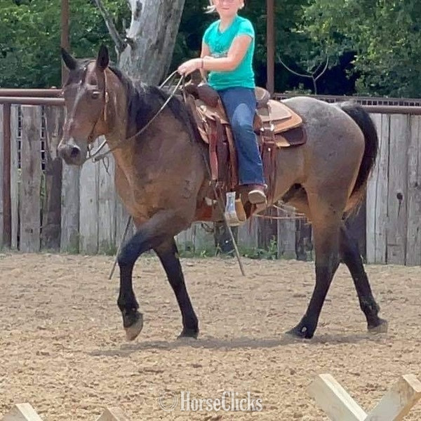 "BJ" Bay Roan Gelding Quarter Horse - Quarter Horse in Texas
