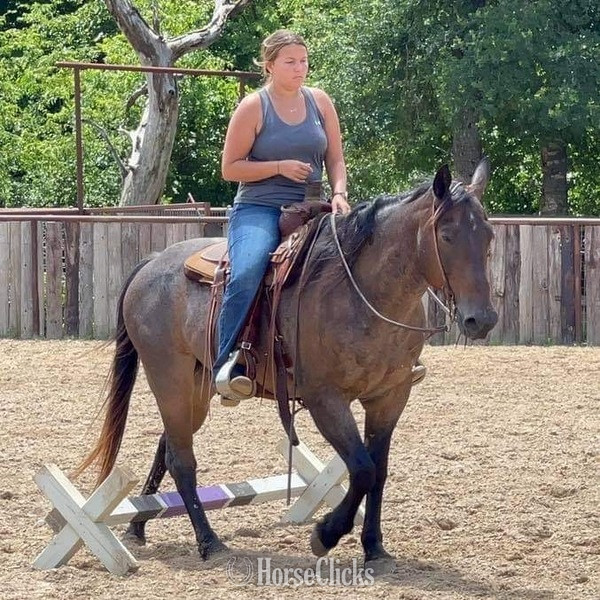 "BJ" Bay Roan Gelding Quarter Horse - Quarter Horse