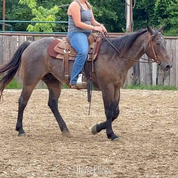 "BJ" Bay Roan Gelding Quarter Horse Texas