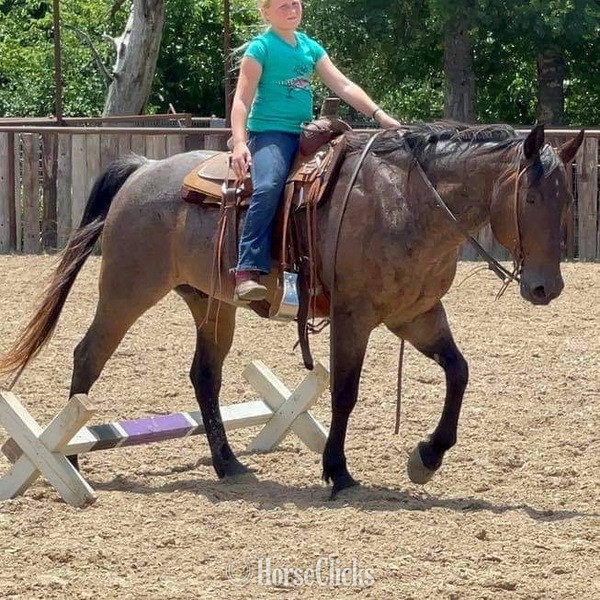 Quarter Horse - "BJ" Bay Roan Gelding Quarter Horse in Texas
