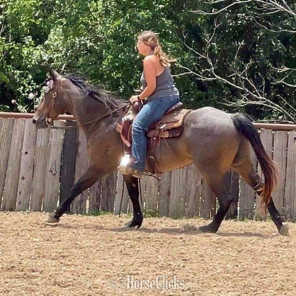 Quarter Horse - "BJ" Bay Roan Gelding Quarter Horse