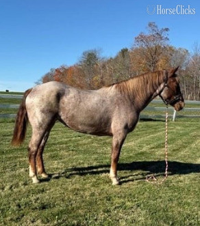 "Malian"  Mare Other Breed