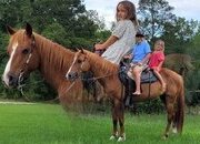 "Cherry" Chestnut Mare Quarter Pony