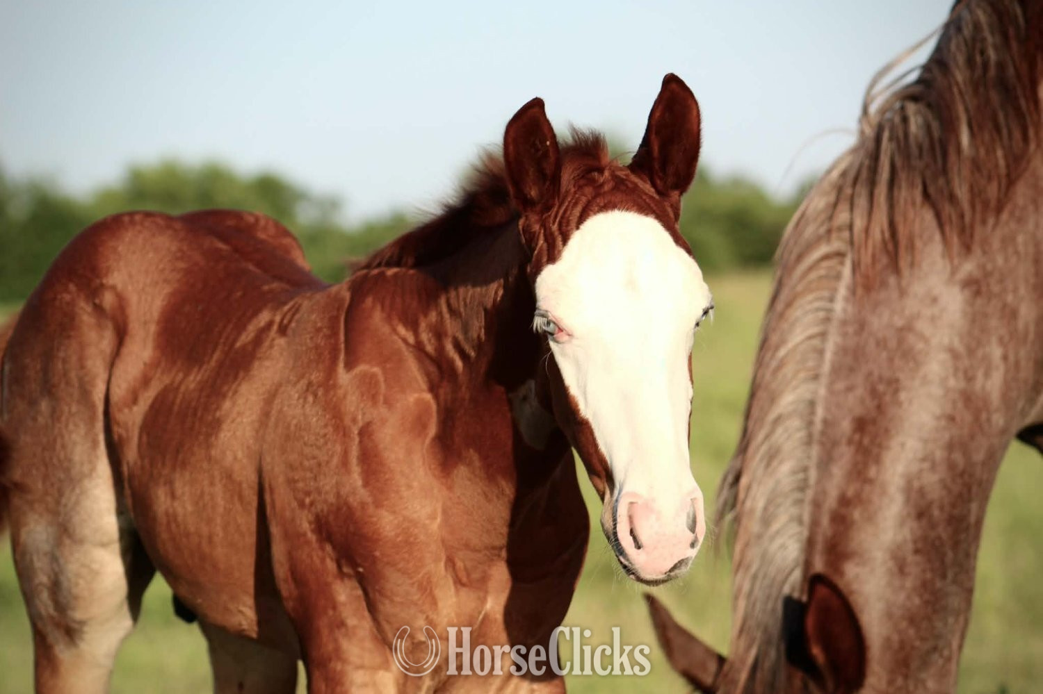 "BLACK VOODOO DR X SCARLETT BLUE BAILEY" Red Roan Colt Quarter Horse in Texas