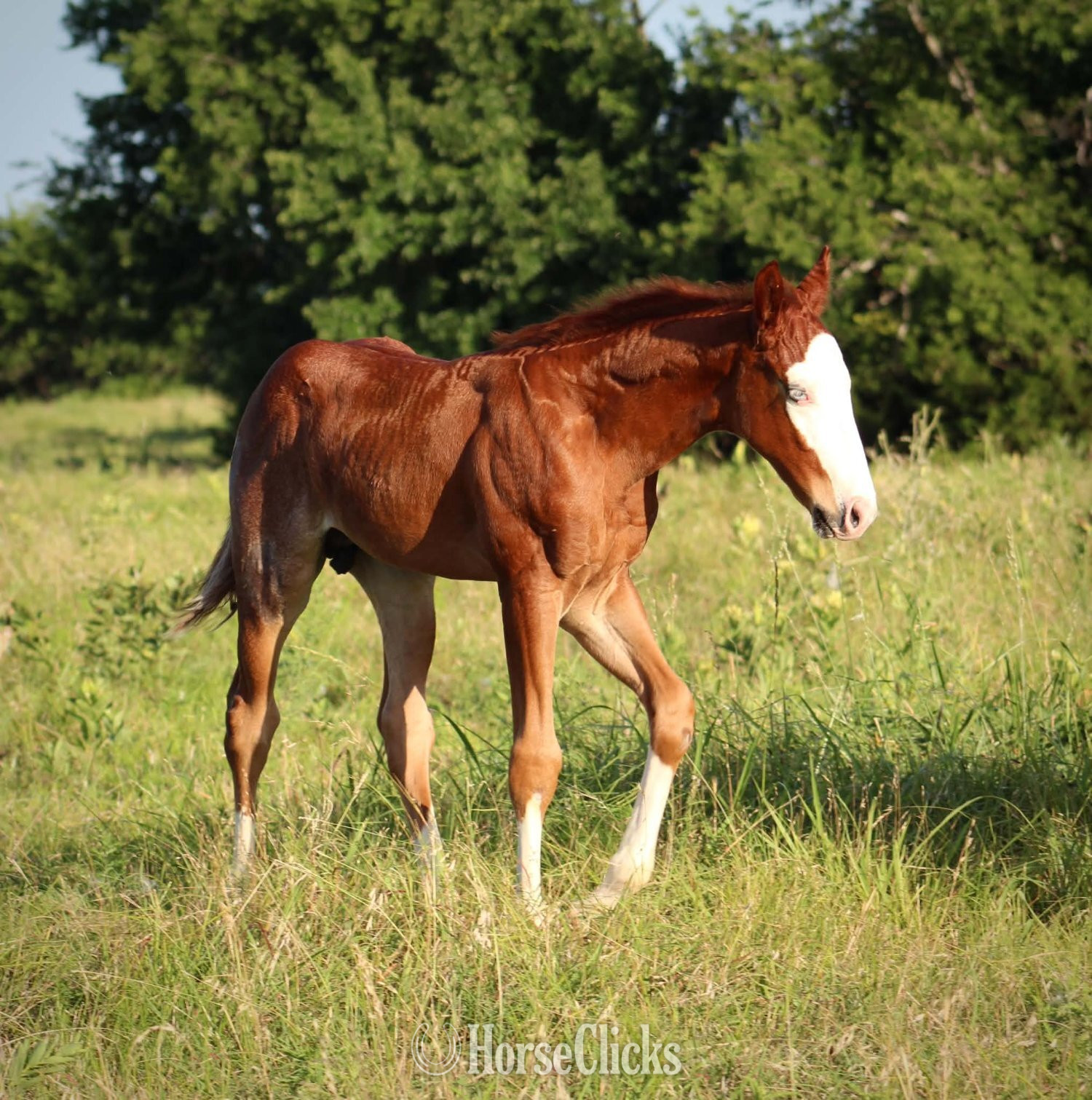 "BLACK VOODOO DR X SCARLETT BLUE BAILEY" Red Roan Colt Quarter Horse