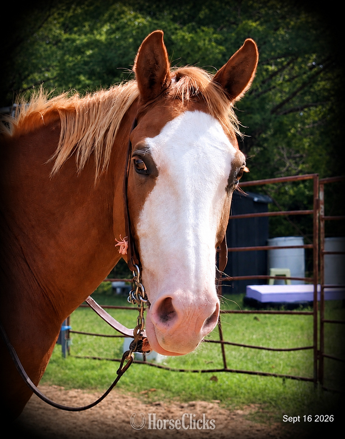 " Rocky - Kid Safe Family Trail Paint Gel" Sorrel Gelding Paint - Paint in Texas