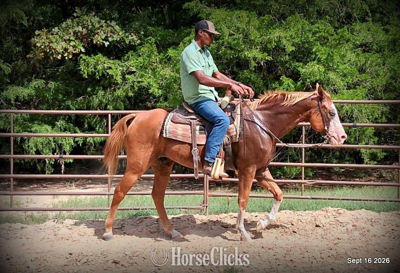 " Rocky - Kid Safe Family Trail Paint Gel" Sorrel Gelding Paint - Paint