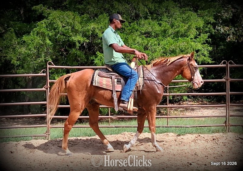 Paint - " Rocky - Kid Safe Family Trail Paint Gel" Sorrel Gelding Paint in Texas
