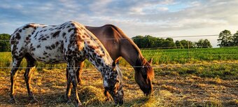 "Denali" Grullo Mare Quarter Horse